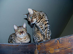 250px-Bengal_katzen