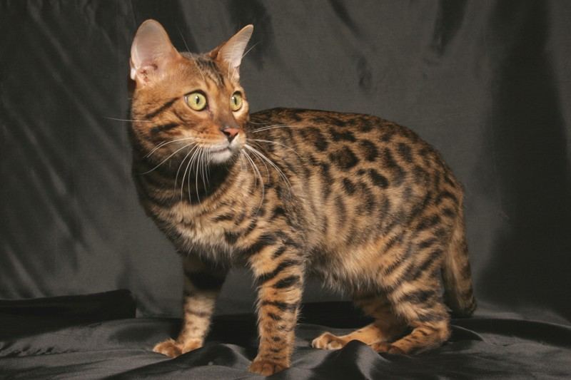 bengalska-kocka