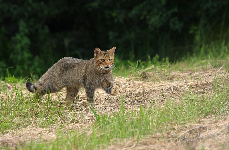 Na-love-Macka-diva-Felis-silvestris